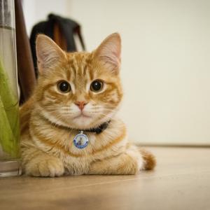 Medagliette per cani e targhette per gatti Targhetta identificativa per animali domestici intelligente in acciaio inossidabile Codice QR Posizione GPS scansionata