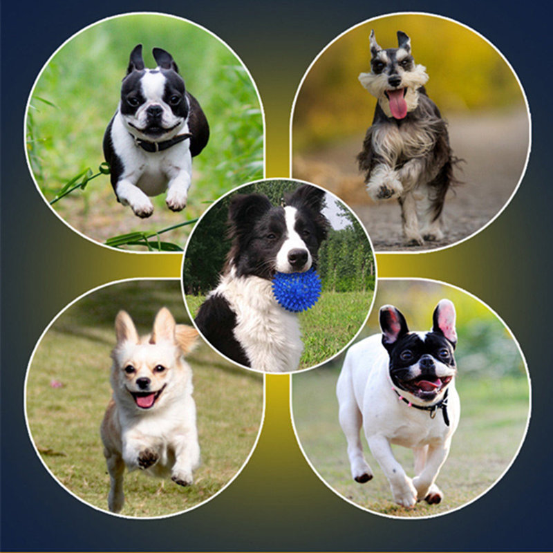 come ridurre la potenza distruttiva dei cani