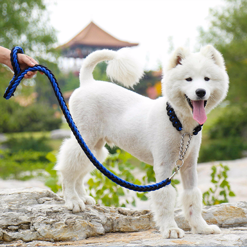 consigli per potare il tuo cane ha le unghie