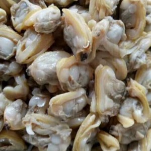 CARNE DI CLAM BOLLITE CONGELATE