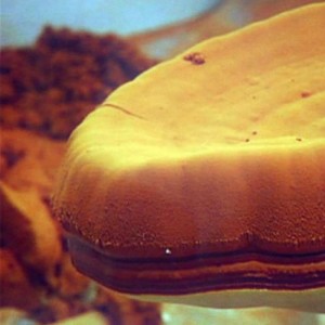 Spore di Ganoderma