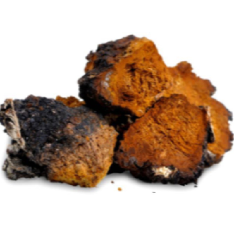 Il fungo di Chaga inonotus obliquare il supplemento di cura di salute