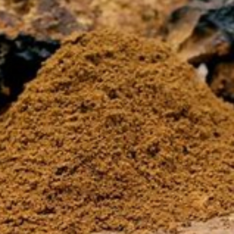 Il fungo di Chaga inonotus obliquare il supplemento di cura di salute