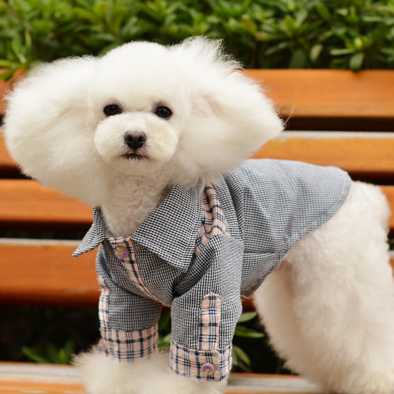 Quando dovrei dare il mio cane al calcio?