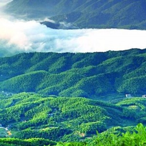 Fabbricazione manuale del tè di sanità del tè nero di Hunan Anhua a mano