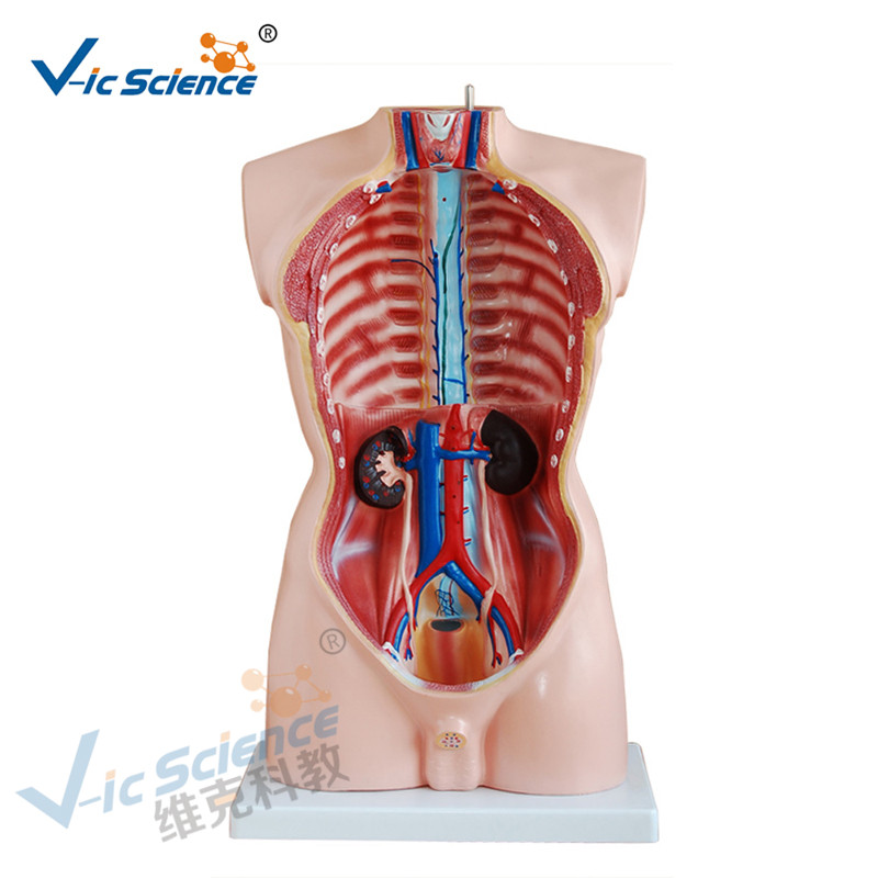 Anatomia medica Corpo umano Modello 85CM Torso maschile Modello 19 Parti
