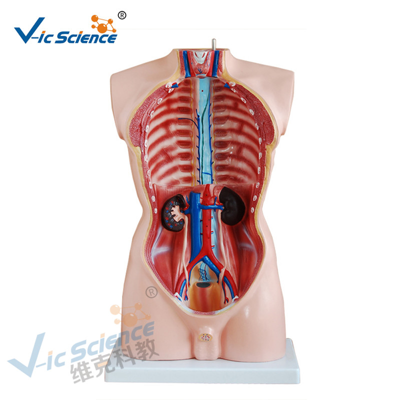 Anatomia medica Corpo umano Modello 85CM Torso maschile Modello 19 Parti