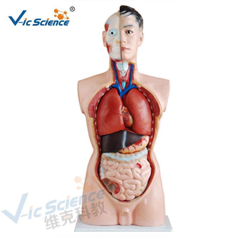 Anatomia medica Corpo umano Modello 85CM Torso maschile Modello 19 Parti