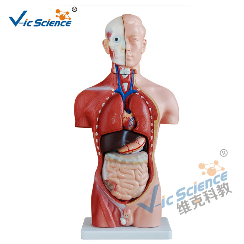Torso maschio 42 cm Modello 13 Parti Modello di insegnamento medico