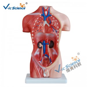 Torso maschio 42 cm Modello 13 Parti Modello di insegnamento medico