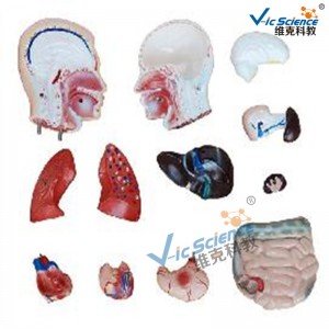 Torso maschio 42 cm Modello 13 Parti Modello di insegnamento medico