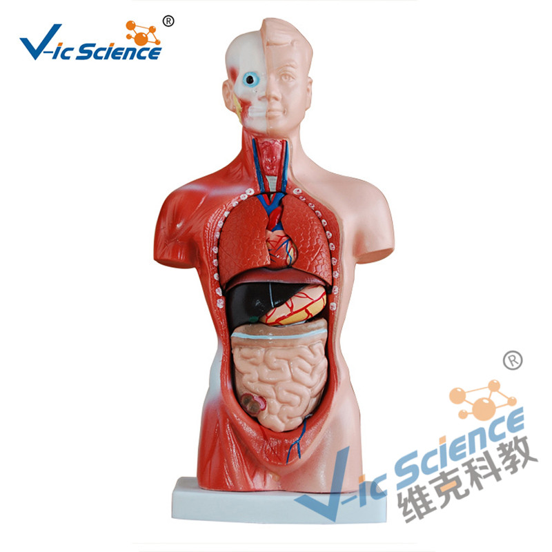 Modello del corpo anatomico di 15 parti del busto 26CM