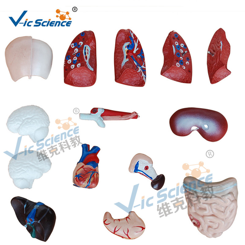 Modello del corpo anatomico di 15 parti del busto 26CM