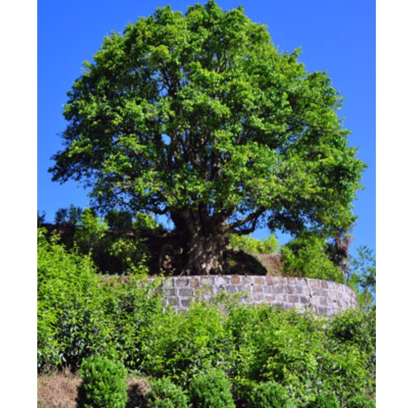 autentico vecchio albero tè yunnan pu erh tè Cina tè nero vecchio albero tè anciet albero tè cura della brughiera