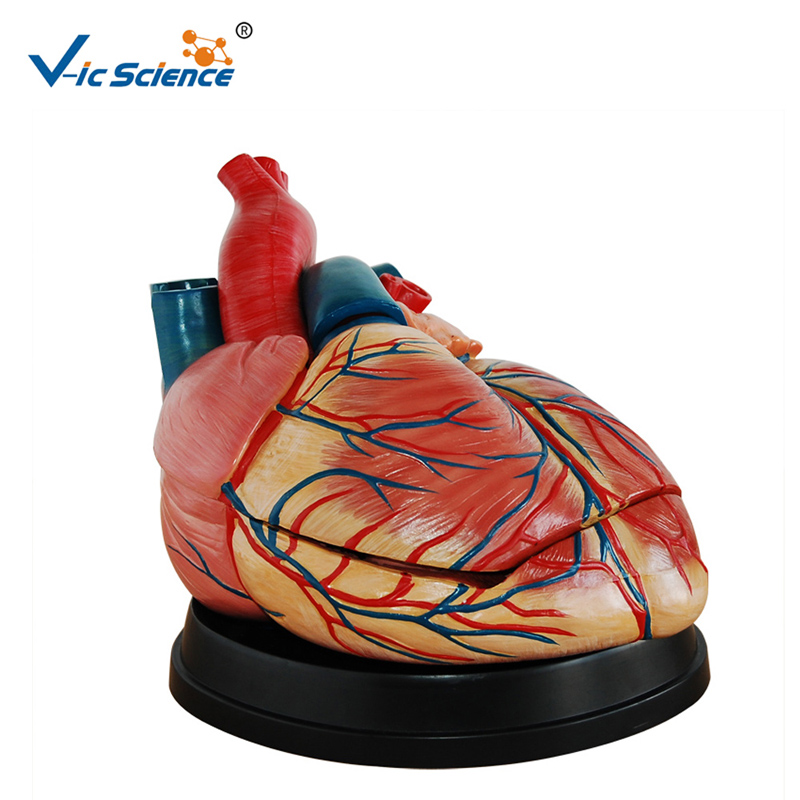 Modello in plastica Nuovo stile Modello a cuore a grandezza naturale Modello di anatomia per insegnamento midico