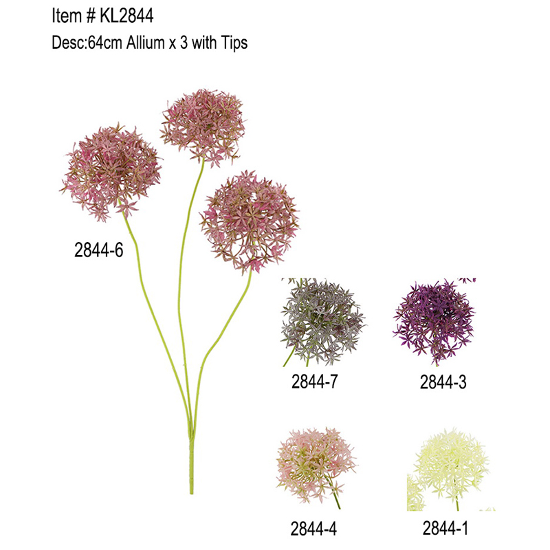 64cm Allium x 3 con Suggerimenti