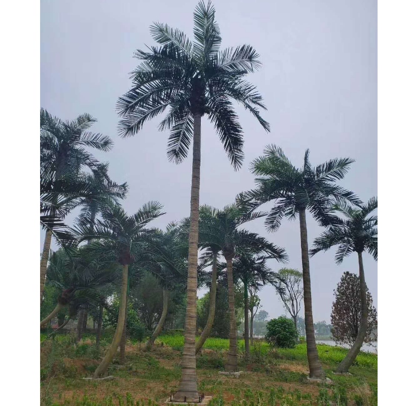 Grandi Outdoor Artificiali Coconut Trees