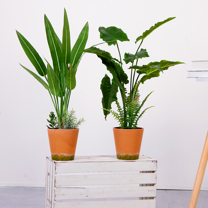 Vendita calda Factory Direct Supply Green Indoor Outdoor Home Decora la pianta verde in vaso