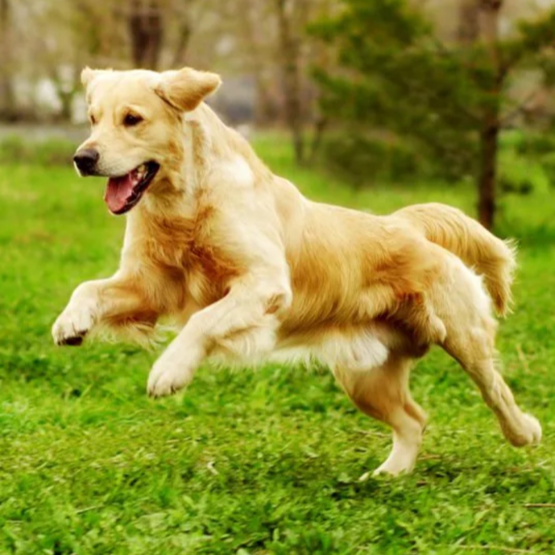 7 comandi essenziali che il tuo cane deve sapere