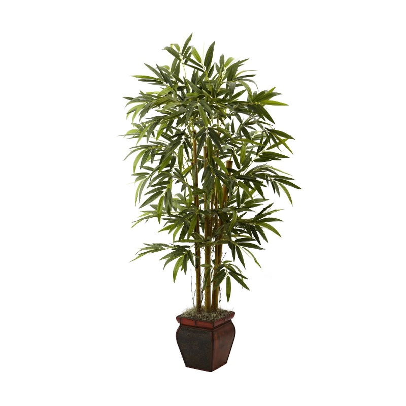 Piante decorative