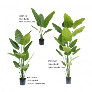 Albero dei viaggiatori