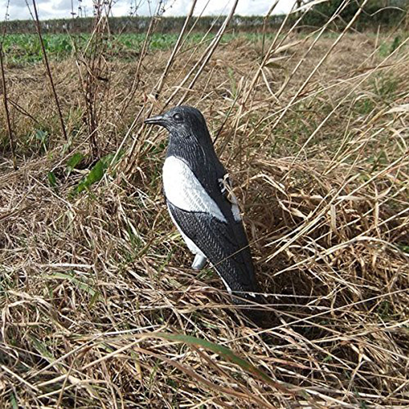 1630140173.jpg Bird-4.jpg