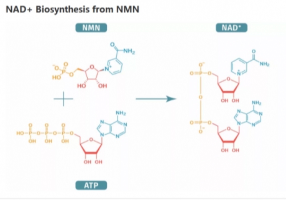 1708749287.jpg zmkm-1000_700.jpg